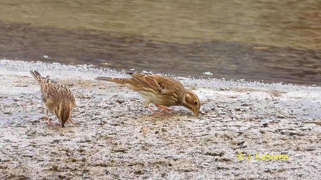 גיבתון עפרוני - ML611224090