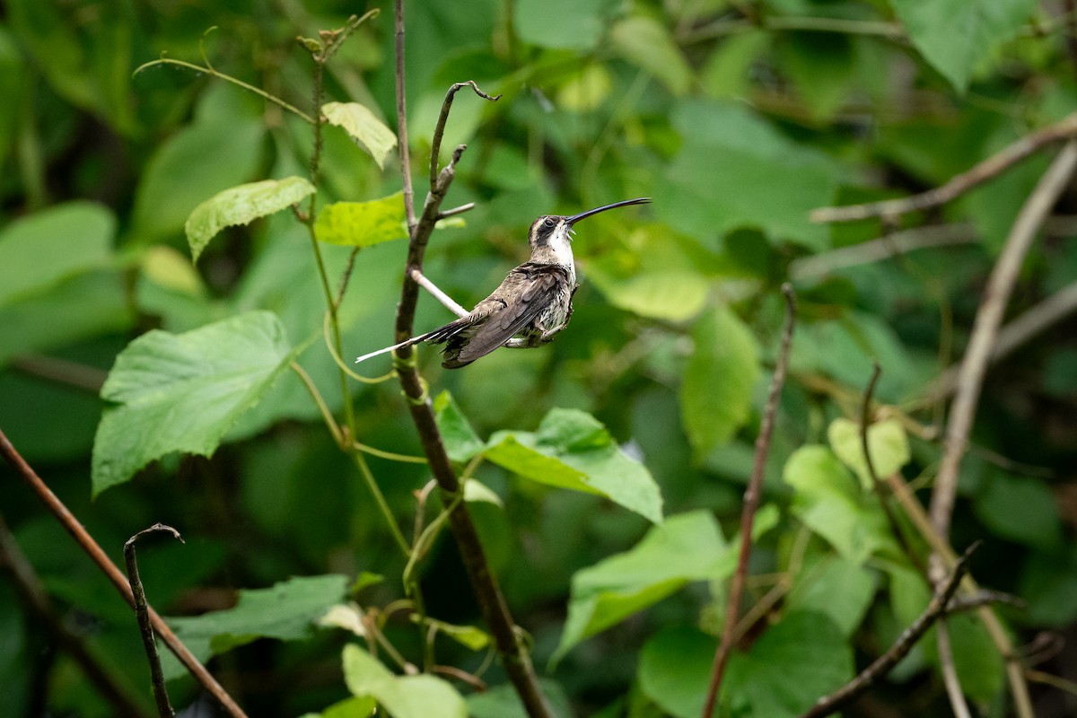 Pale-bellied Hermit - ML611224095