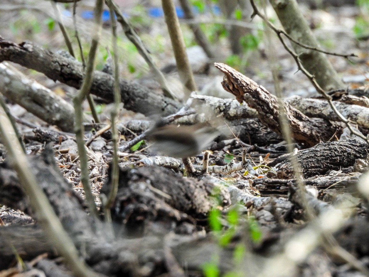 Bewick's Wren - ML611224123