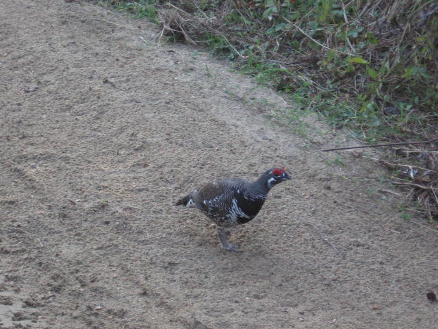 Spruce Grouse - ML611224151