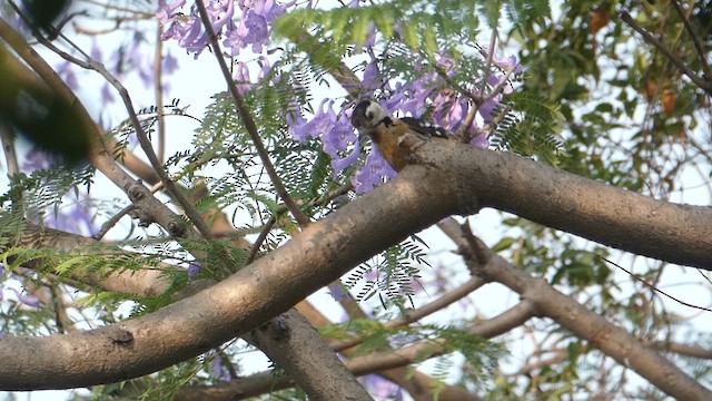 Fulvous-breasted Woodpecker - ML611224206