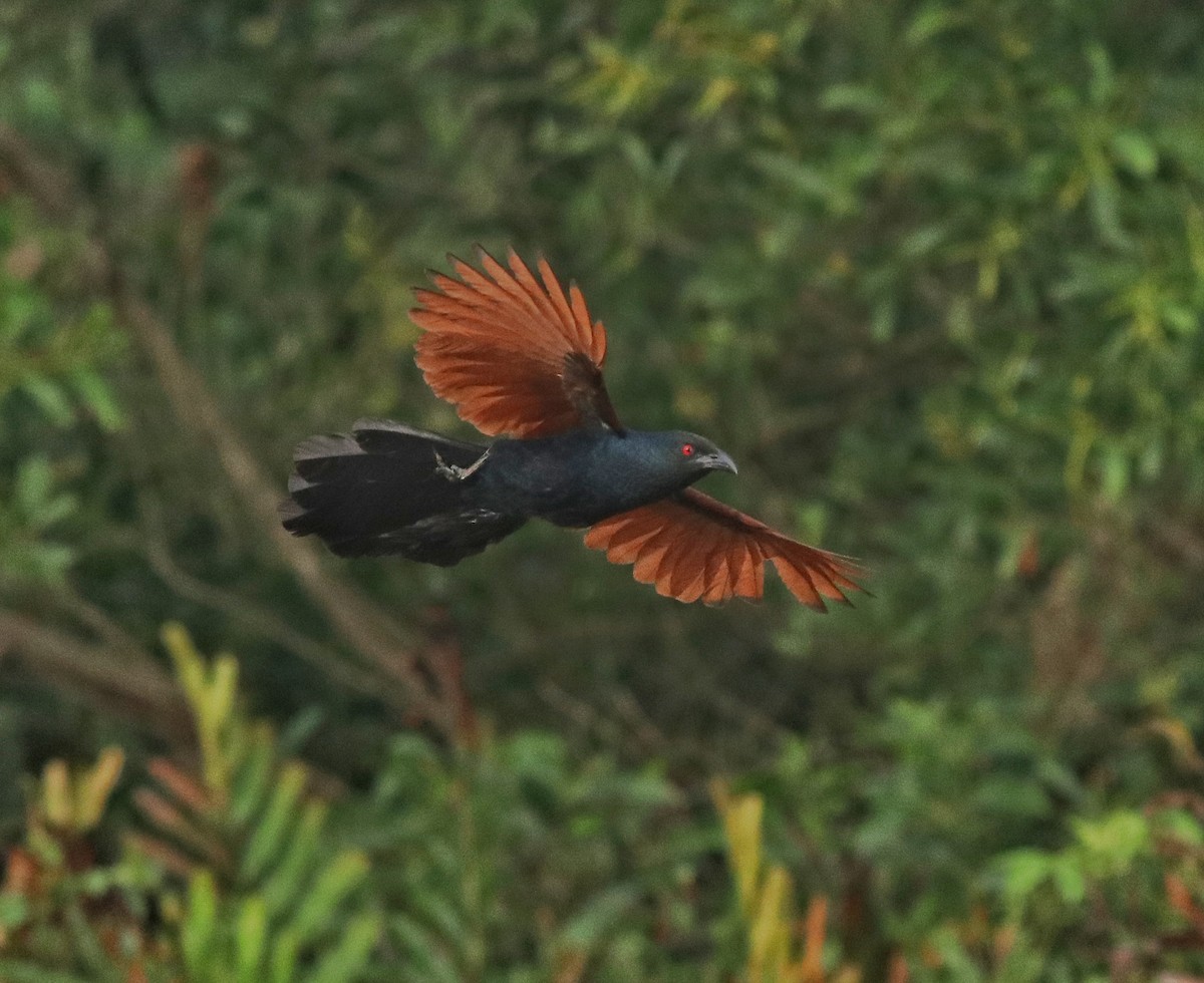 Greater Coucal - ML611224274