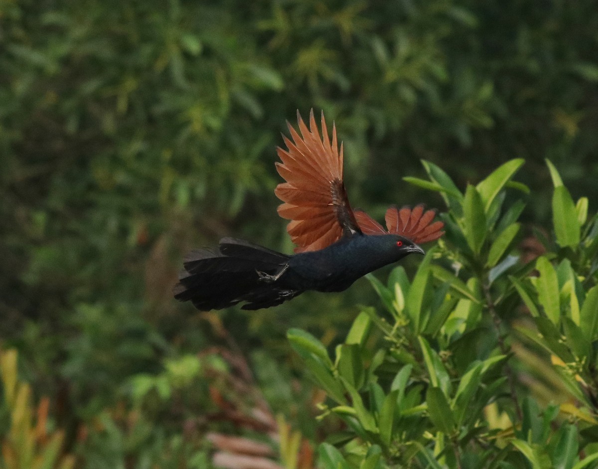 Greater Coucal - ML611224275