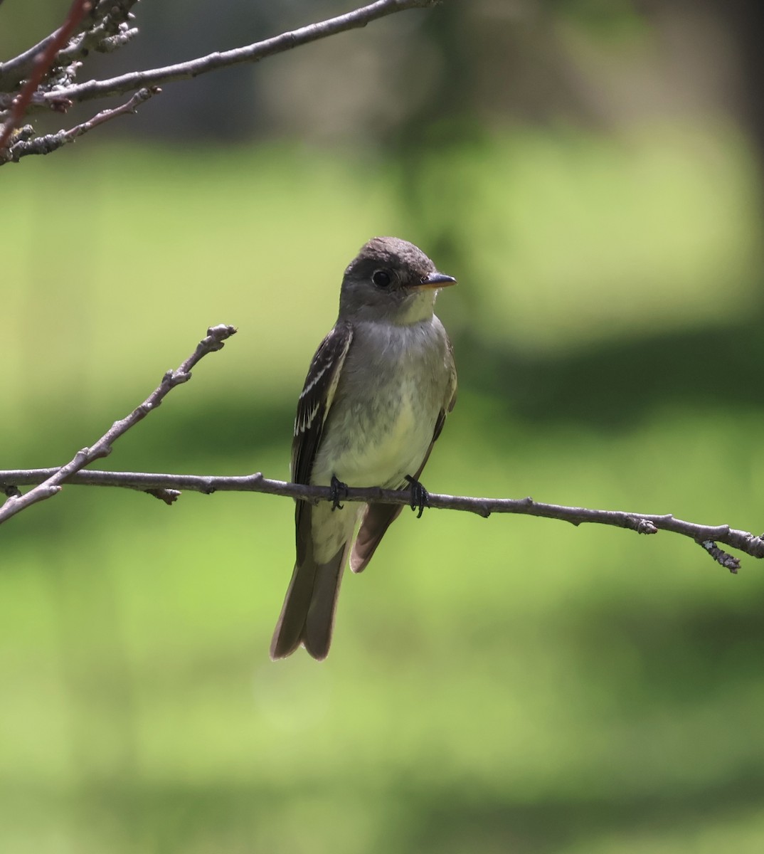 Western Wood-Pewee - ML611224394