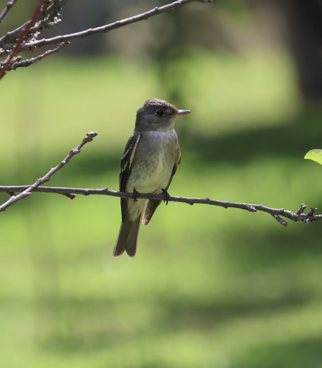 Western Wood-Pewee - ML611224395