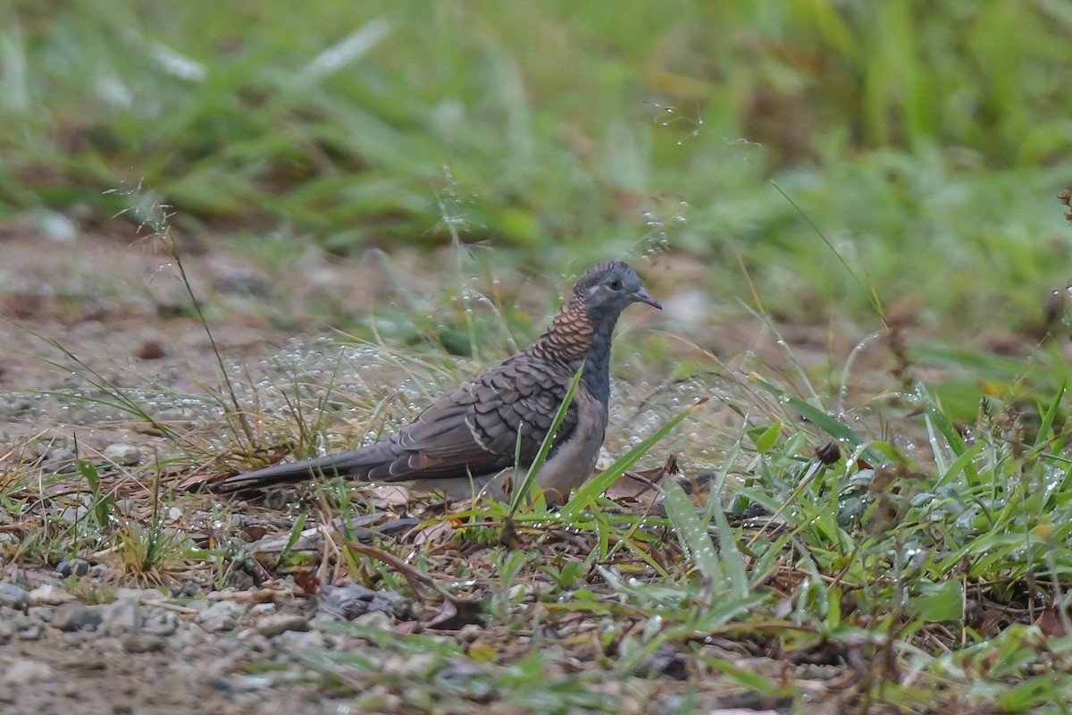 eBird Checklist - 9 Nov 2023 - Chelmans Rd, Eungella at -21.03944, 148. ...
