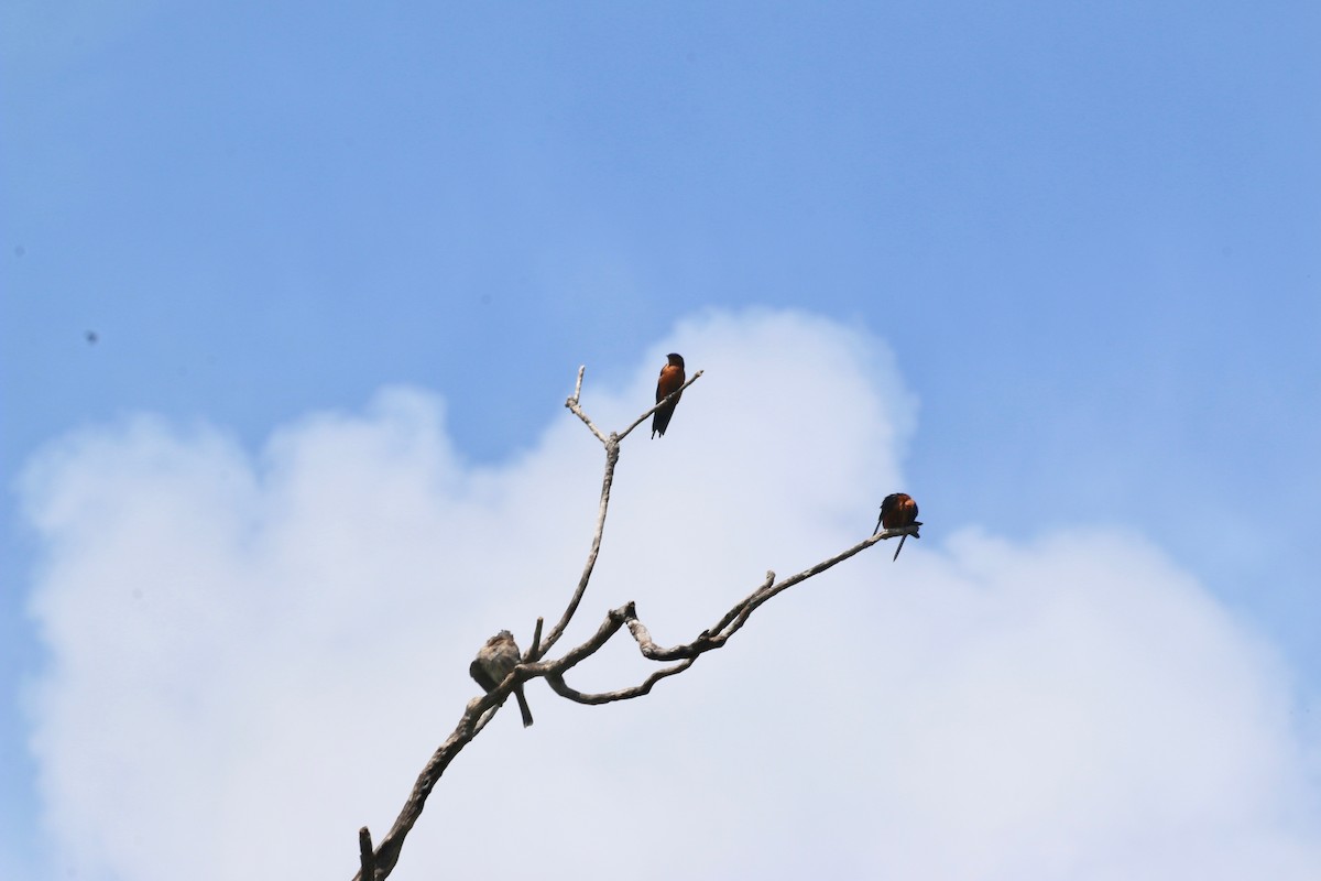 Sri Lanka Swallow - ML611224428