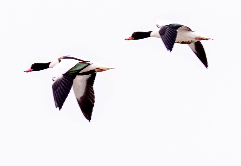 Common Shelduck - Gerhard Josef Bauer