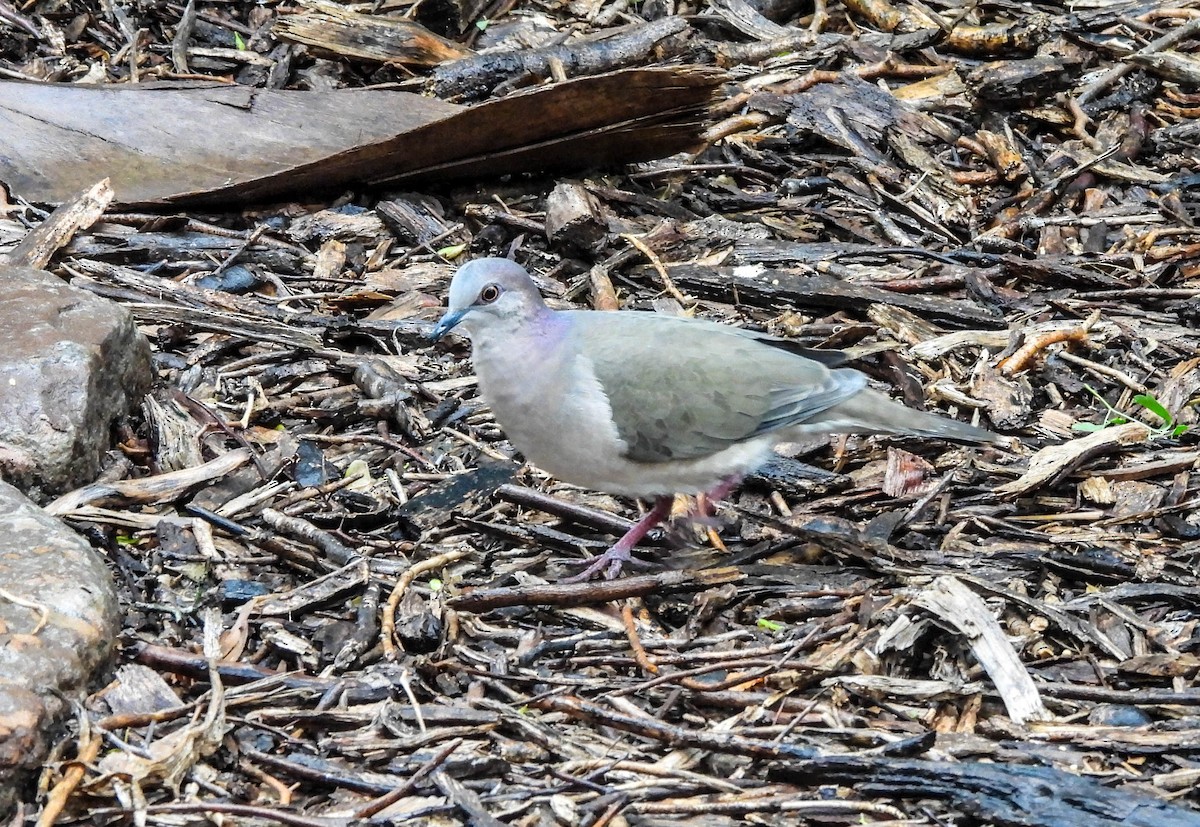 White-tipped Dove - Susan Brauning