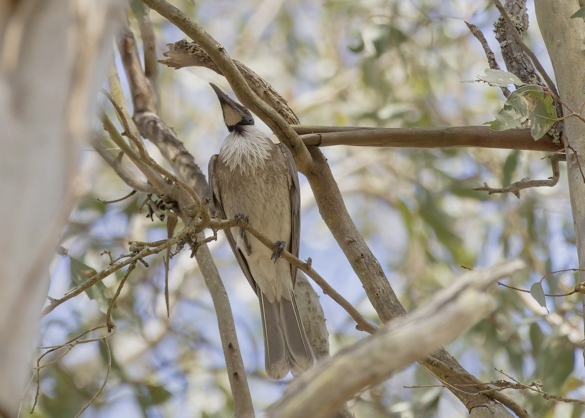 Noisy Friarbird - ML611224617