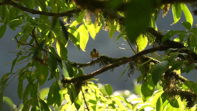 Beautiful Nuthatch - ML611224705