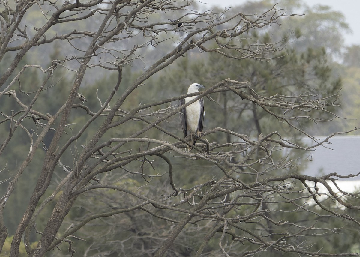 White-bellied Sea-Eagle - ML611224715