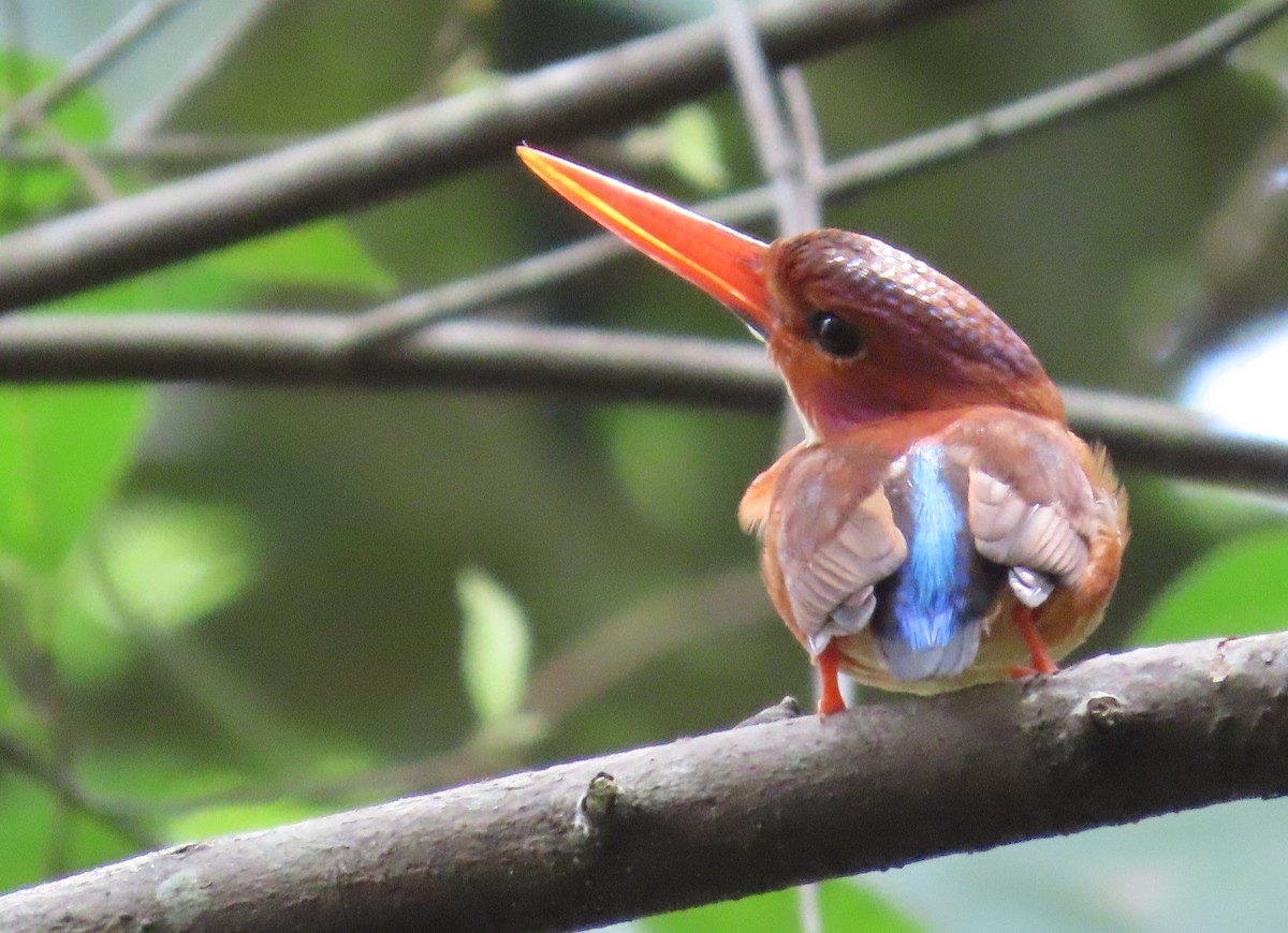 Sulawesi Dwarf-Kingfisher - ML611224731