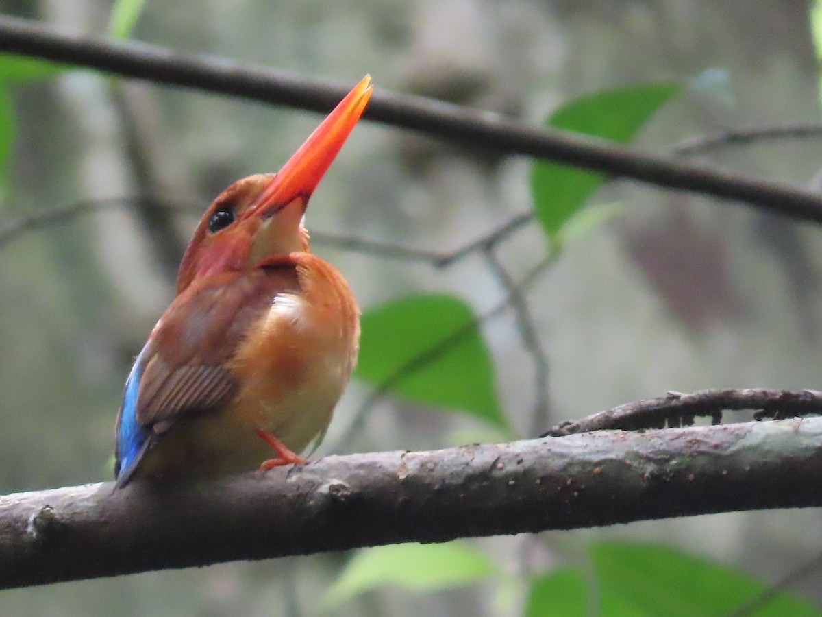 Sulawesi Dwarf-Kingfisher - ML611224732
