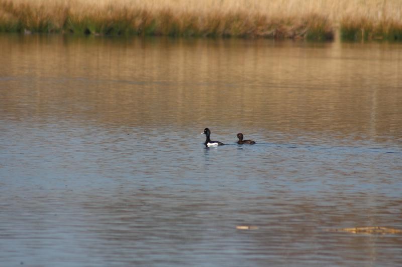 Tufted Duck - ML611224773