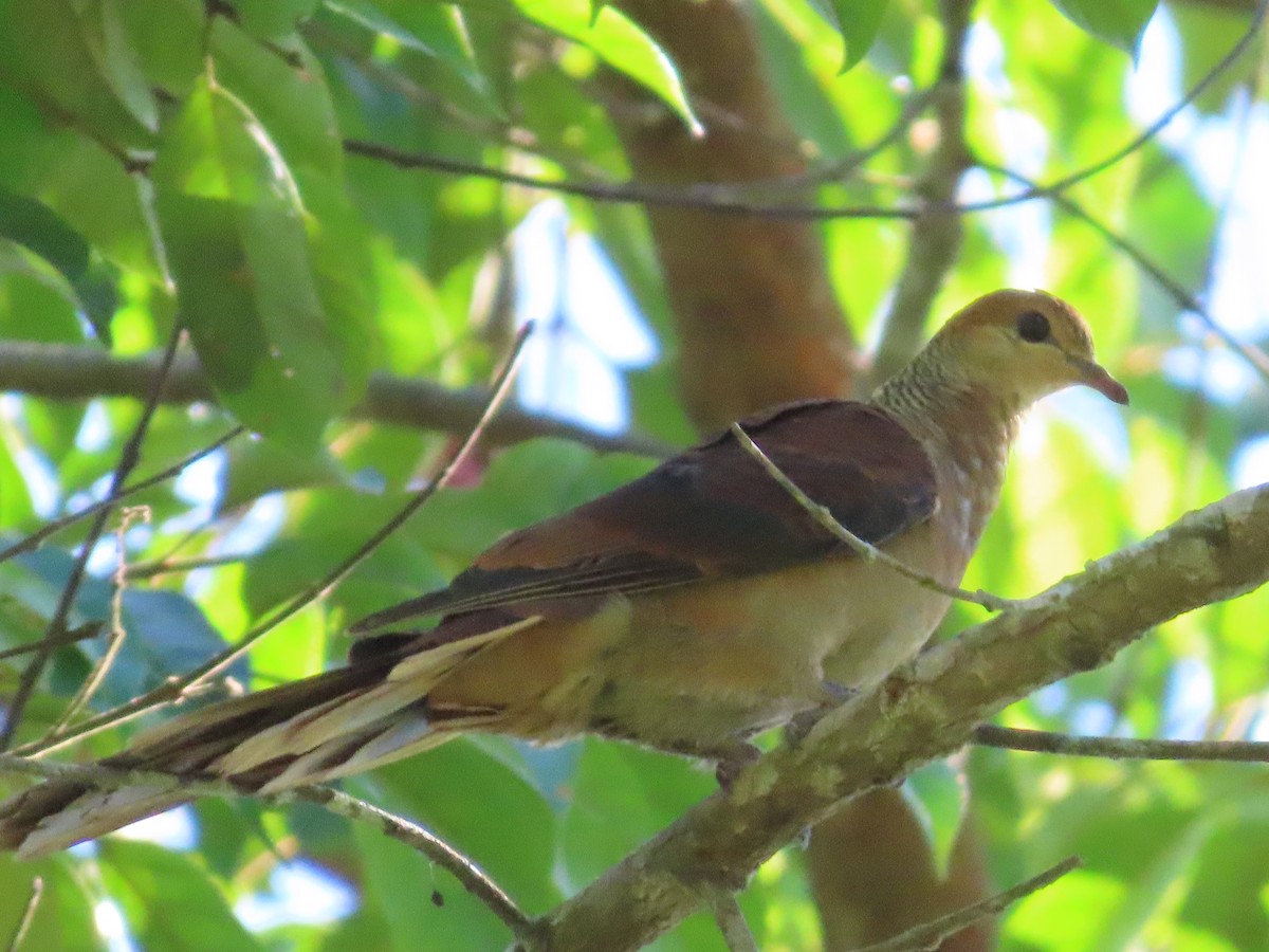 Sultan's Cuckoo-Dove (Sulawesi) - Suzanne Beauchesne
