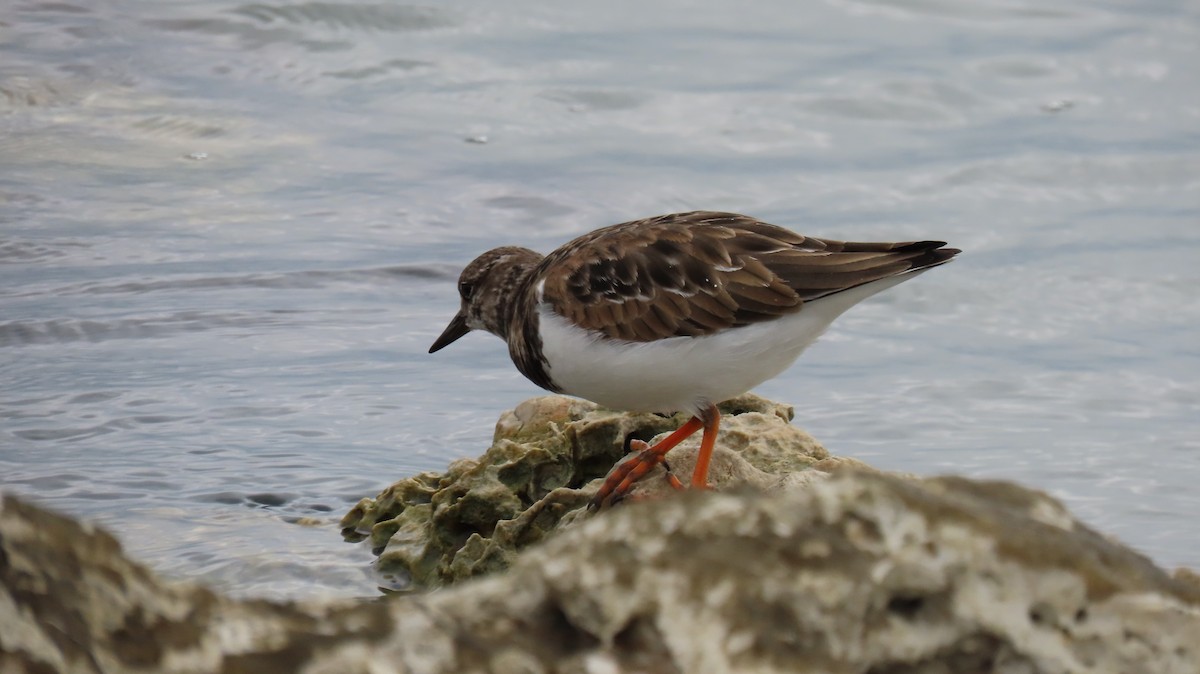 Ruddy Turnstone - ML611224777