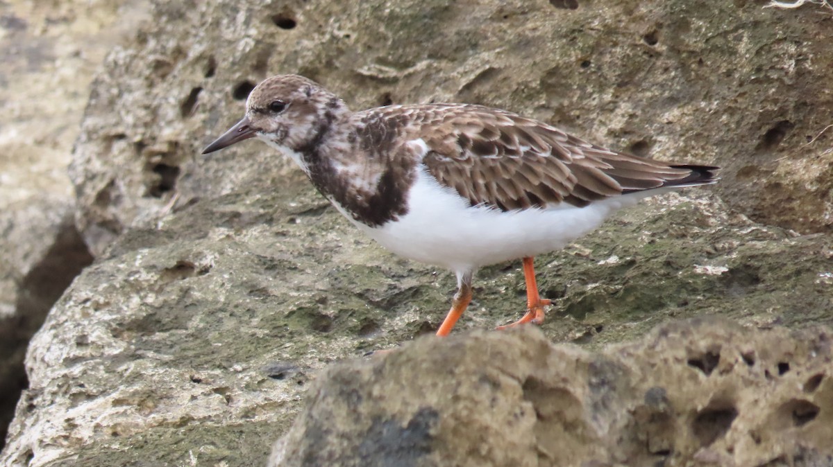 Ruddy Turnstone - ML611224778