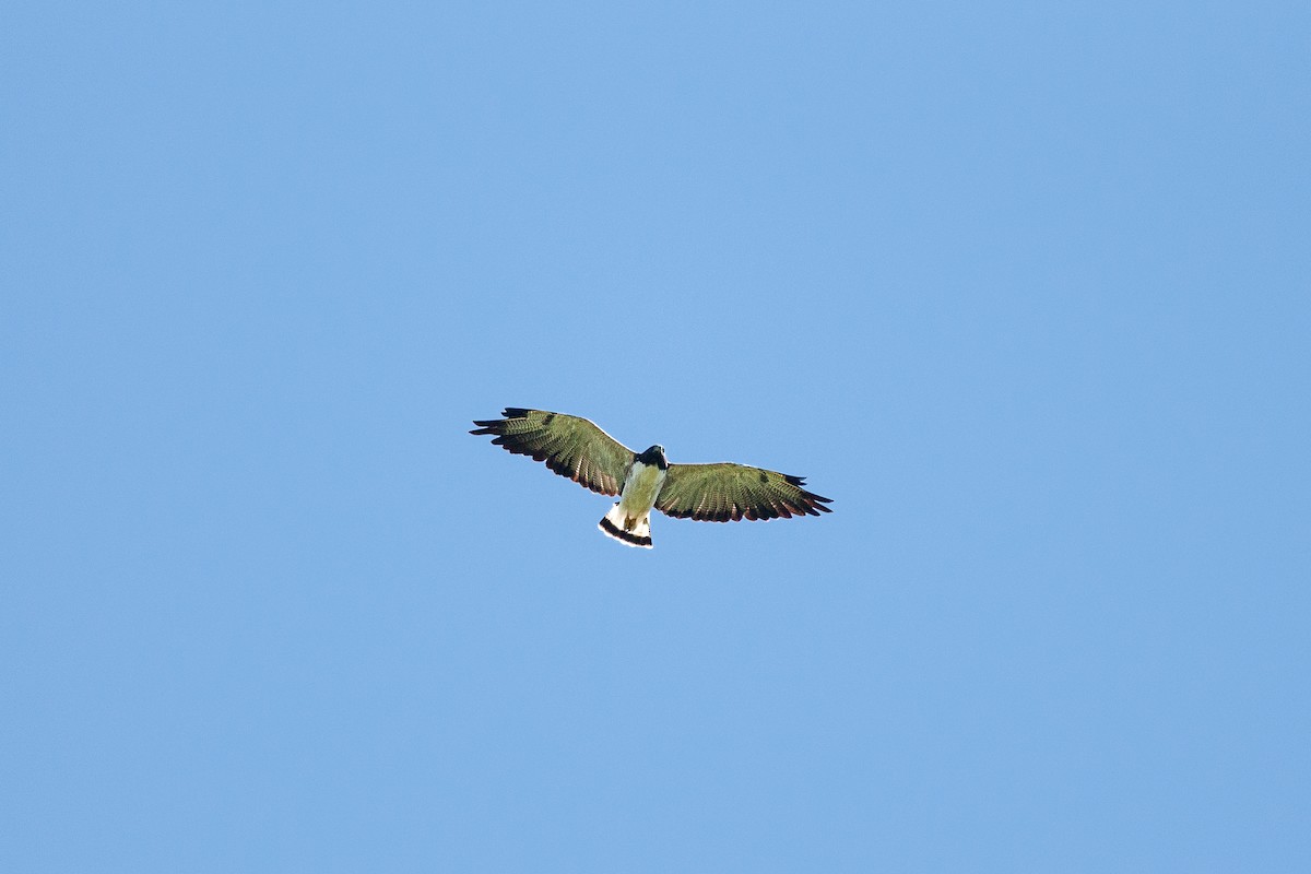 White-tailed Hawk - Jérémy Calvo
