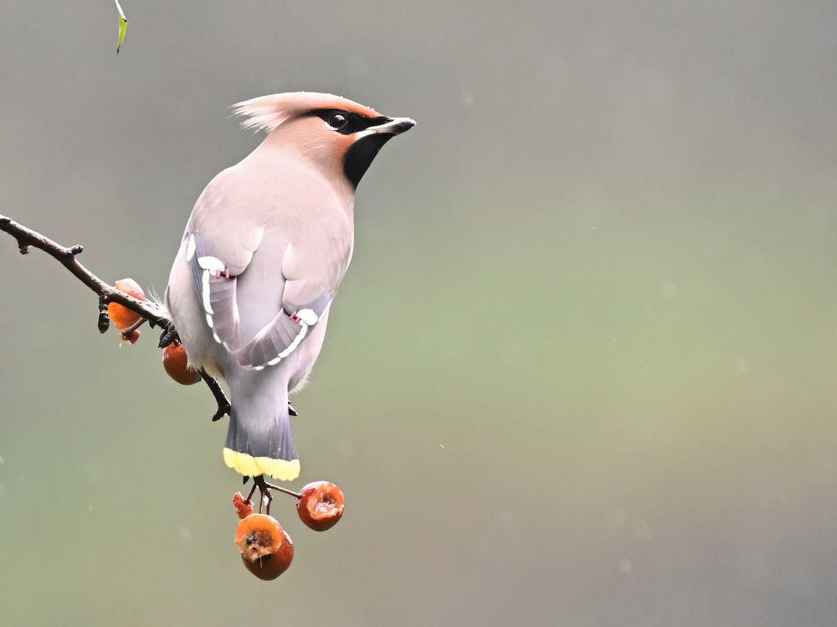 Bohemian Waxwing - Manuel Segura Herrero