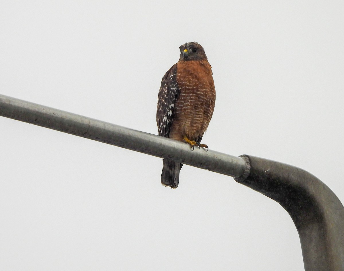 Red-shouldered Hawk - ML611225034