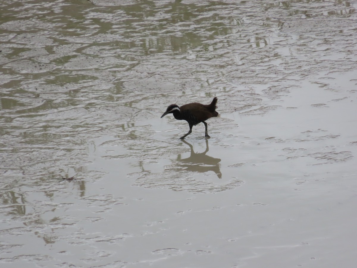 Barred Rail - ML611225051