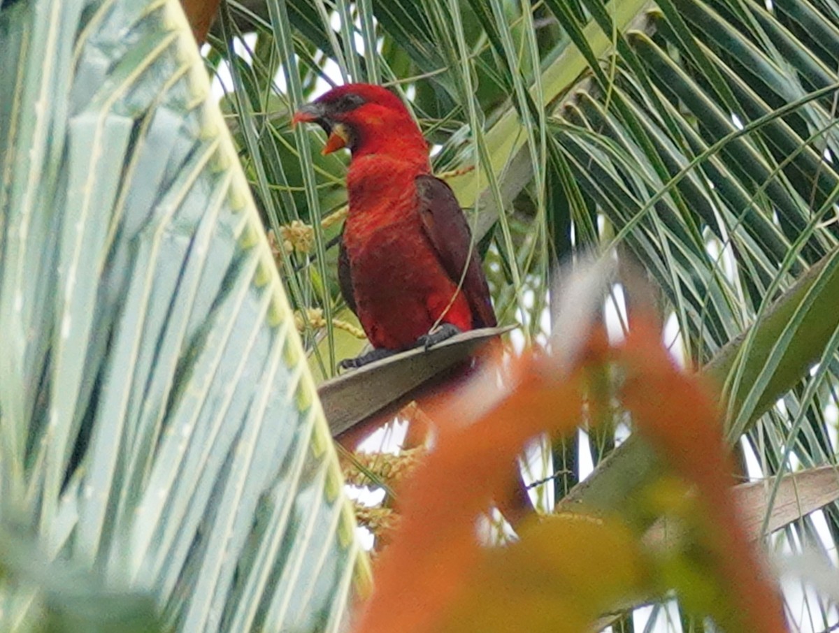 Cardinal Lory - ML611225154