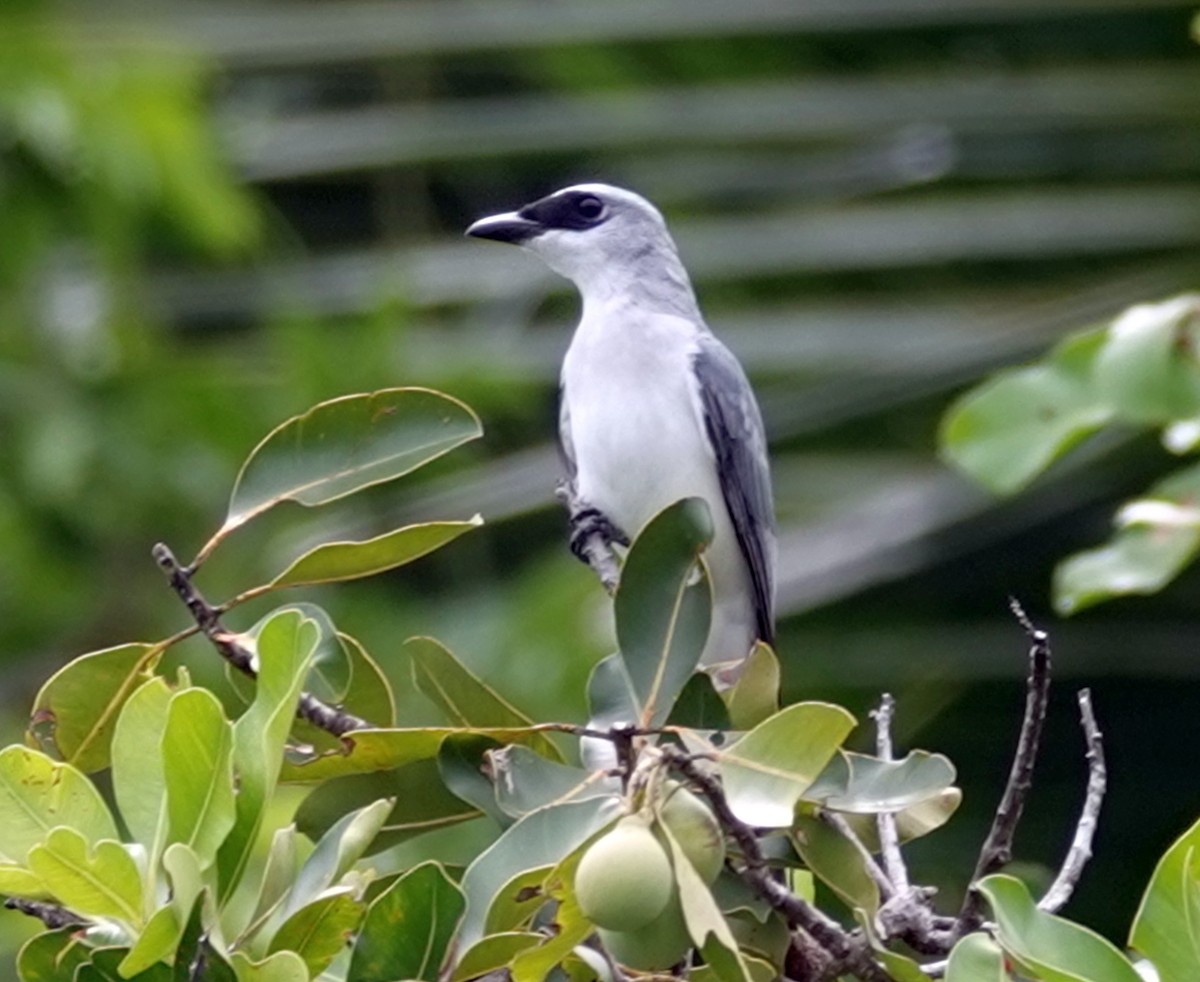 White-bellied Cuckooshrike - ML611225156