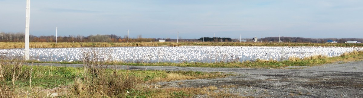 Snow Goose - ML611225157