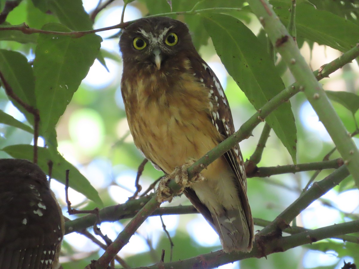 Ochre-bellied Boobook - Suzanne Beauchesne