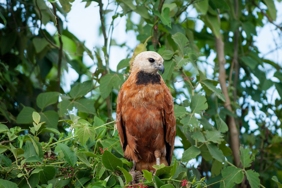 Black-collared Hawk - Jérémy Calvo