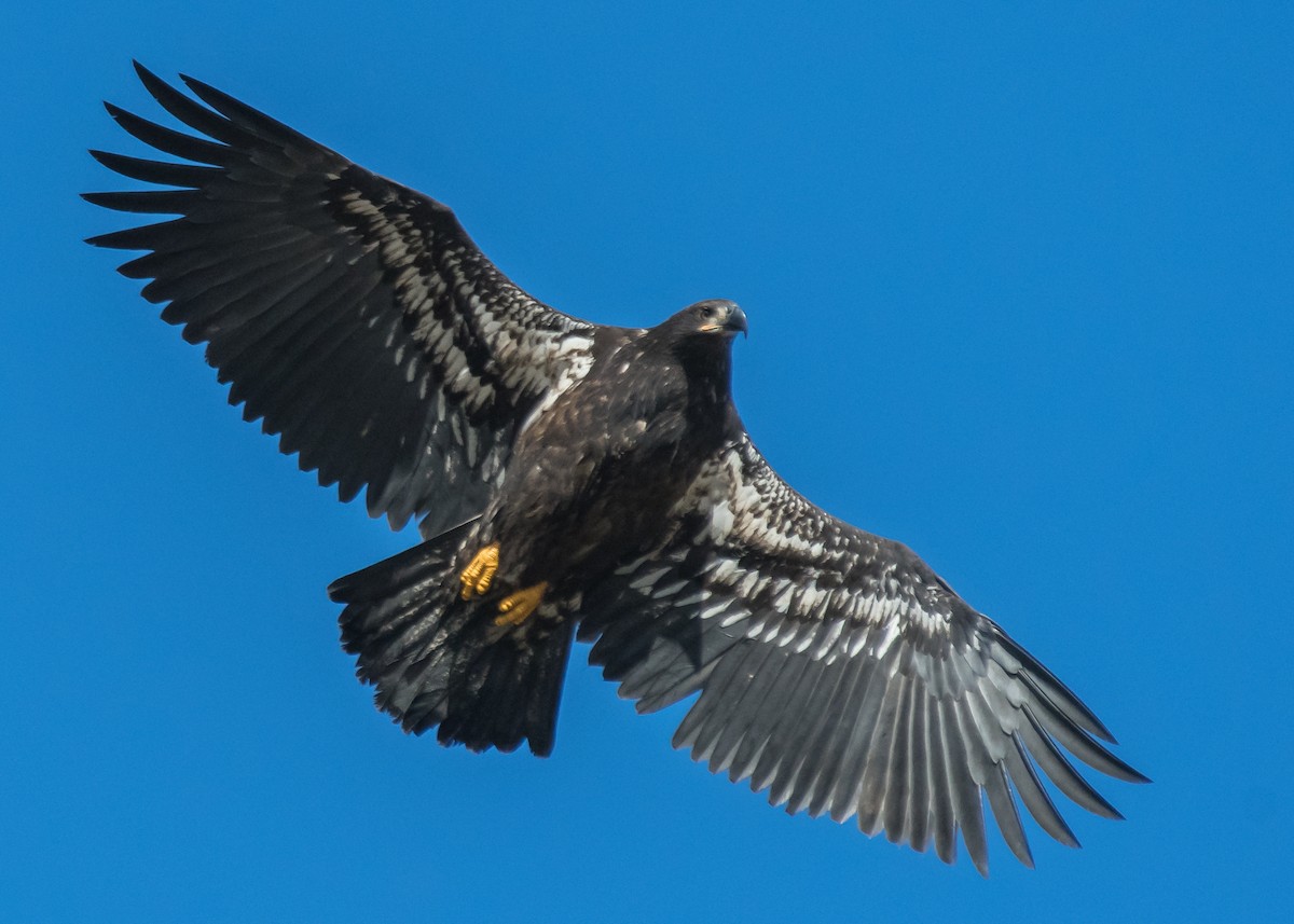 Bald Eagle - ML611225363