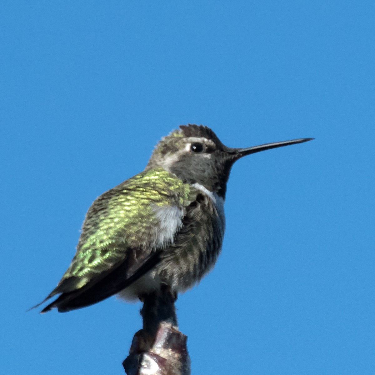 Anna's Hummingbird - ML611225375