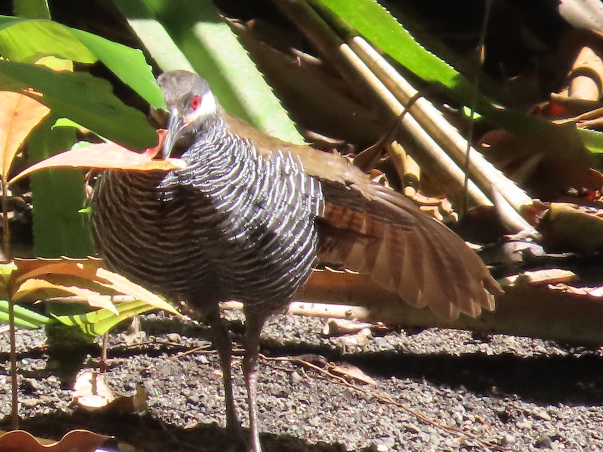 Barred Rail - ML611225424