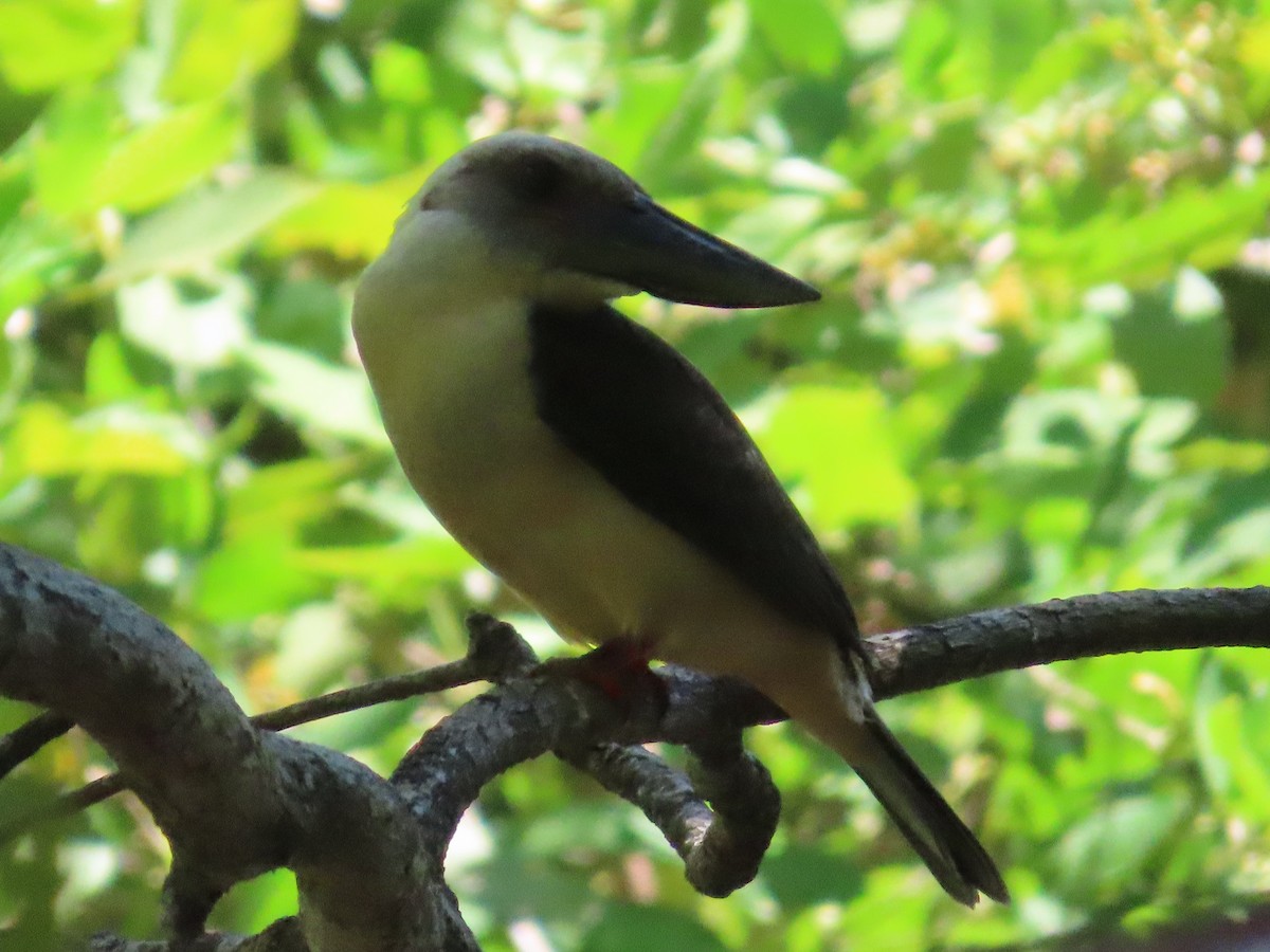 Great-billed Kingfisher - Suzanne Beauchesne