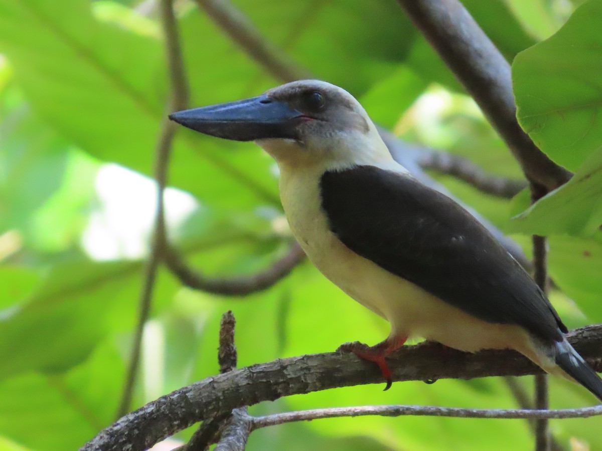 Great-billed Kingfisher - Suzanne Beauchesne