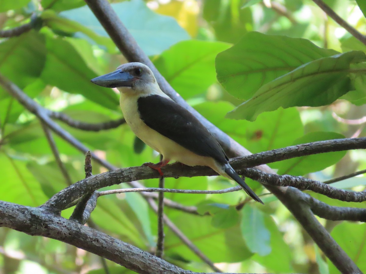 Great-billed Kingfisher - Suzanne Beauchesne