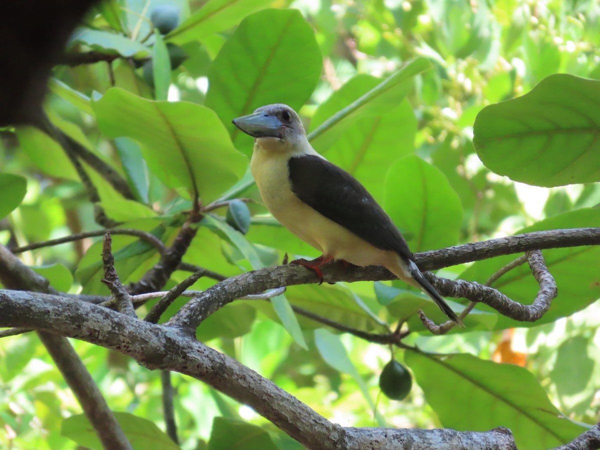 Great-billed Kingfisher - ML611225446