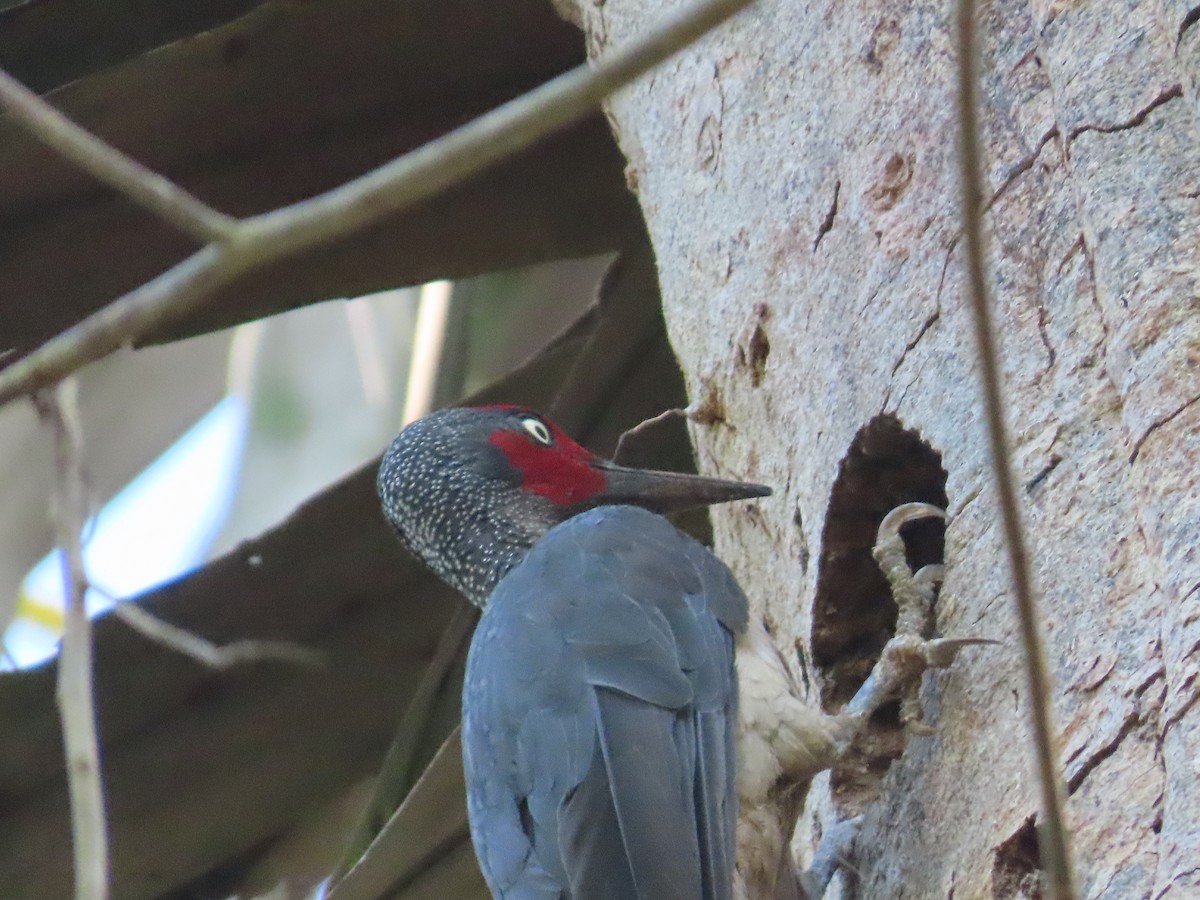 Ashy Woodpecker - ML611225461