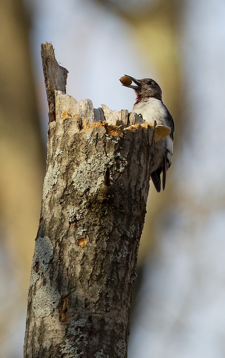 Red-headed Woodpecker - Joseph Brooks