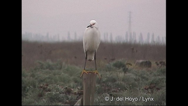 Snowy Egret - ML611225501