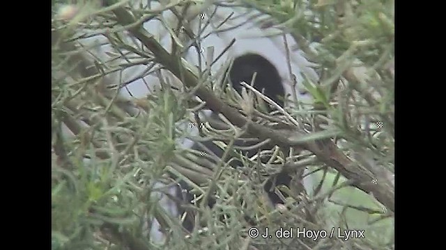 Dusky Tapaculo - ML611225522