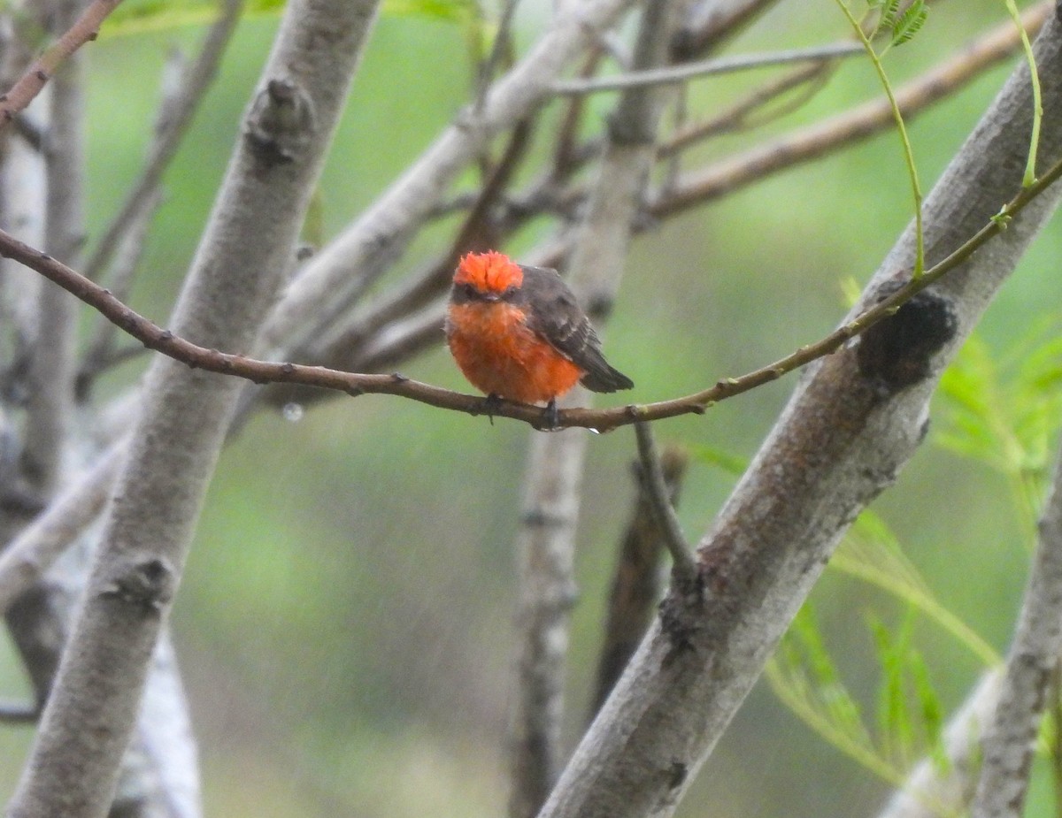 Mosquero Cardenal - ML611225540