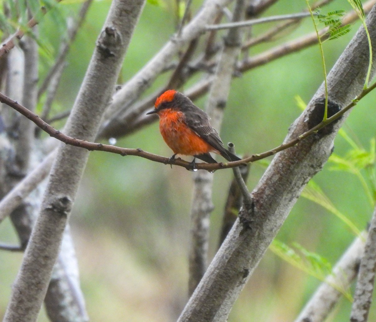 Mosquero Cardenal - ML611225542