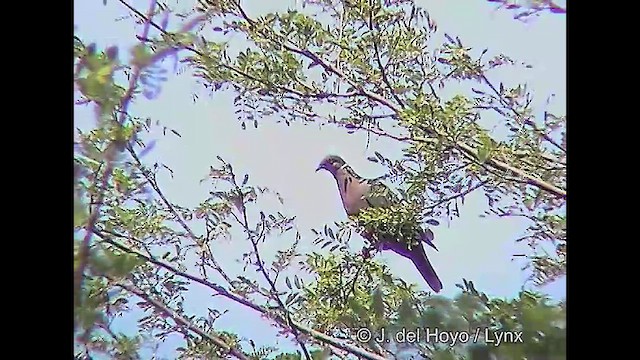 Chilean Pigeon - ML611225562