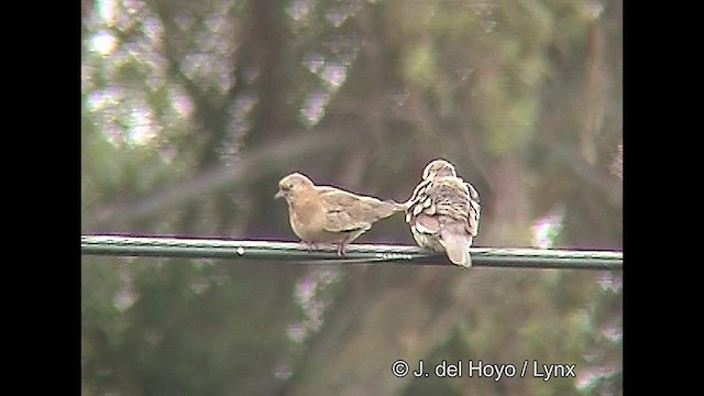 Picui Ground Dove - ML611225563