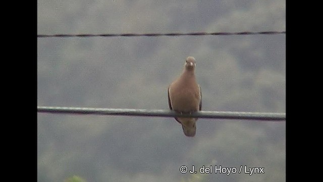 Eared Dove - ML611225574