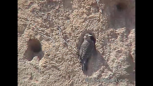 Chilean Flicker - ML611225588