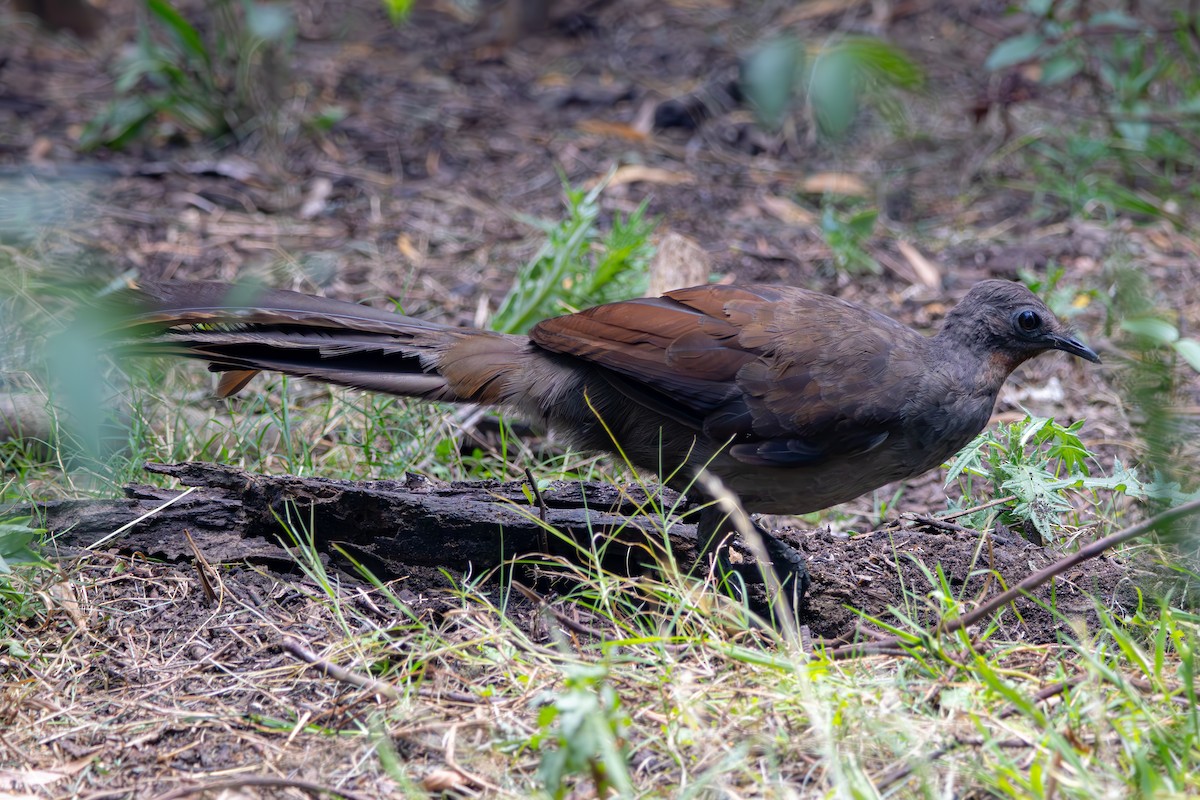 Superb Lyrebird - Andrew Heap