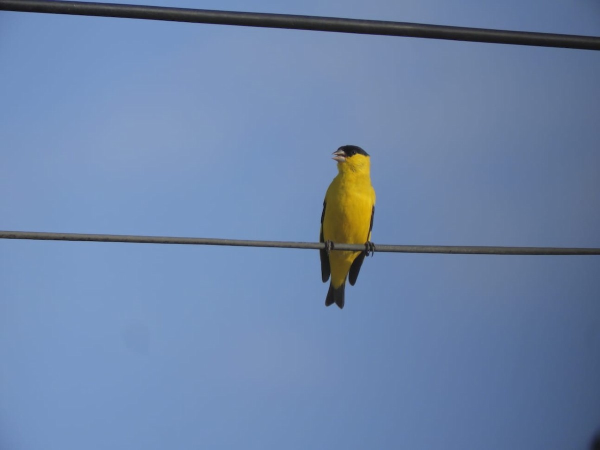 Yellow-faced Siskin - ML611225659